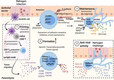 Frontiers | Discipline In Stages: Regulating CD8+ Resident Memory T ...